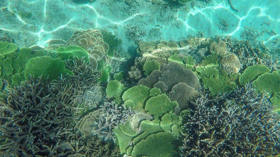 澎湖旅遊-南方四島浮潛